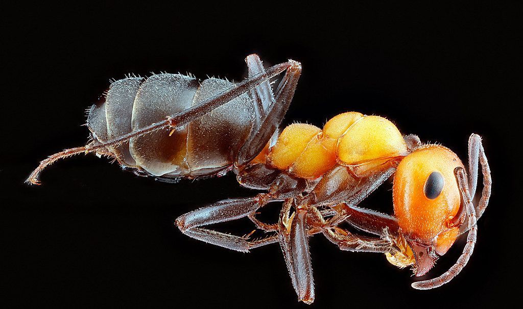 Ant Control service in Westchester, FL