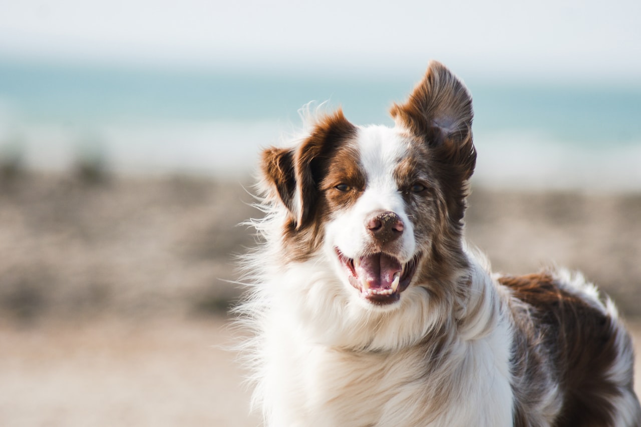 Flea & Tick Control service in Westchester, FL