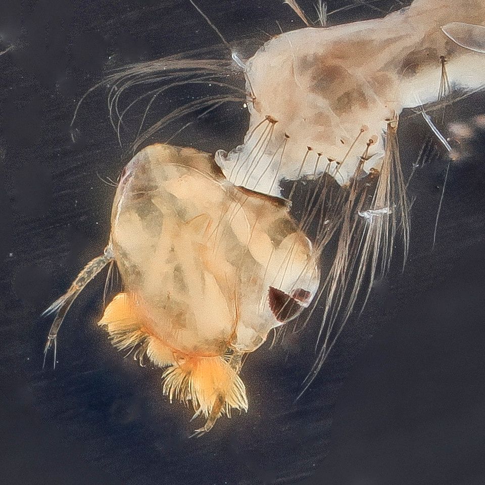 Mosquito Control service in Westchester, FL
