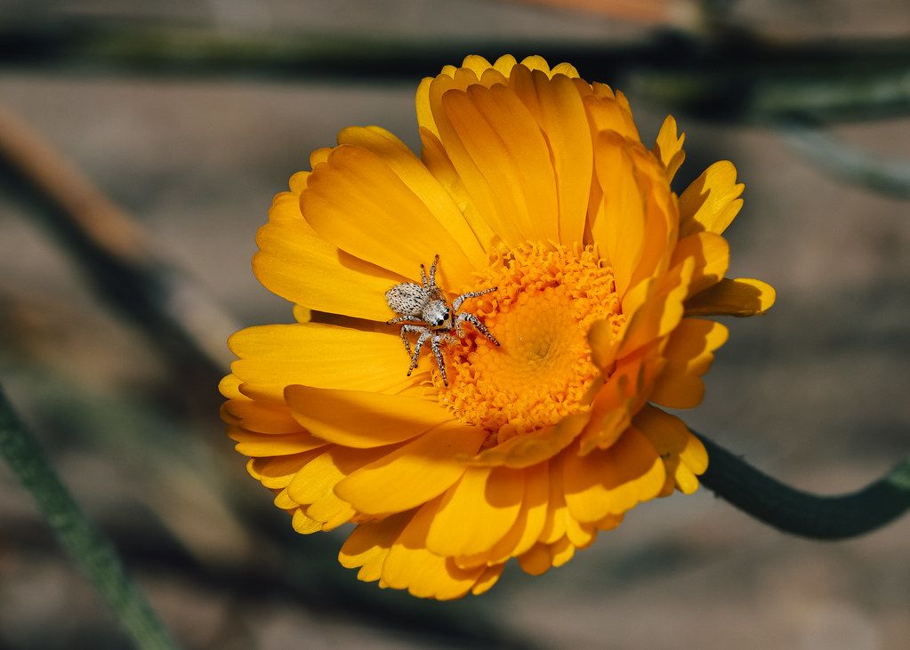 Spider Control service in Westchester, FL